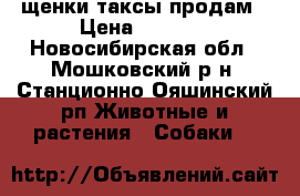 щенки таксы продам › Цена ­ 1 000 - Новосибирская обл., Мошковский р-н, Станционно-Ояшинский рп Животные и растения » Собаки   